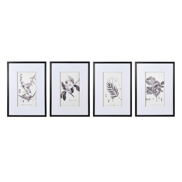 Botanical Pictures Set of Four